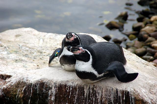 dierentuin emmen_0755